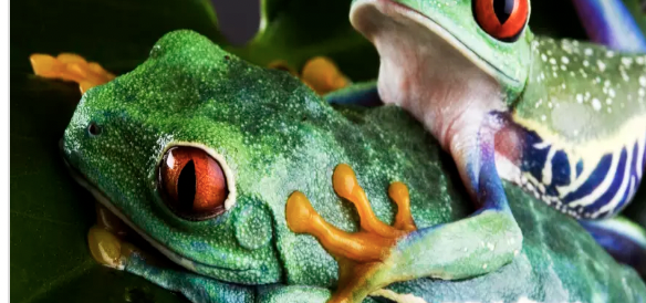 Luna de Miel en Costa Rica (con excursiones incluidas)